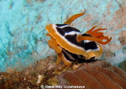 Pyjama nudibranch by Elena May Izyumskaya 